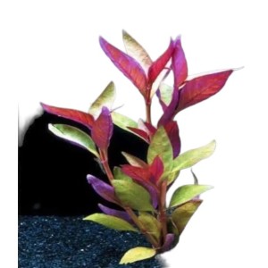 Alternanthera Reineckii (Lilacina)