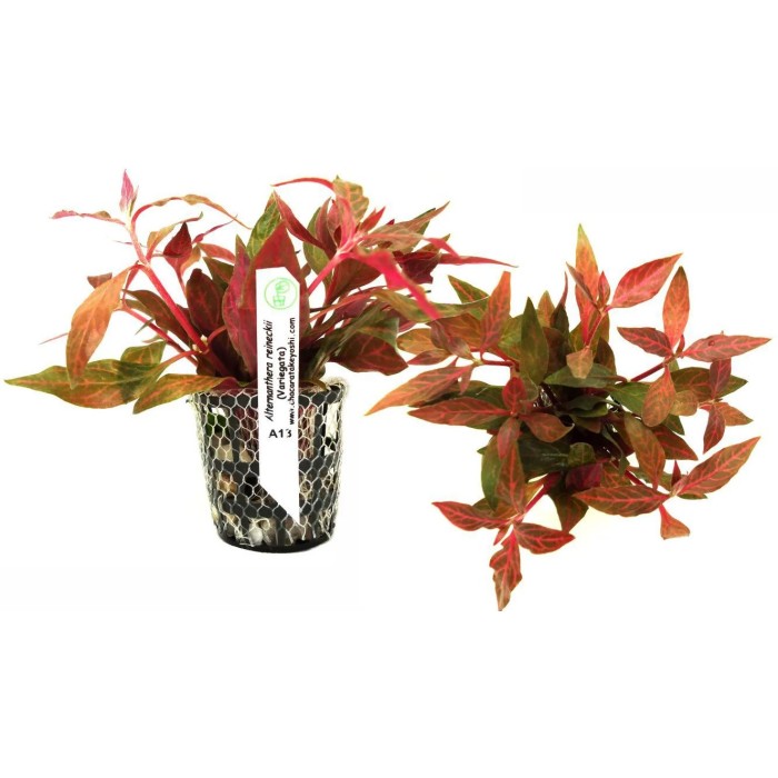 Alternanthera Reineckii (Variegata)