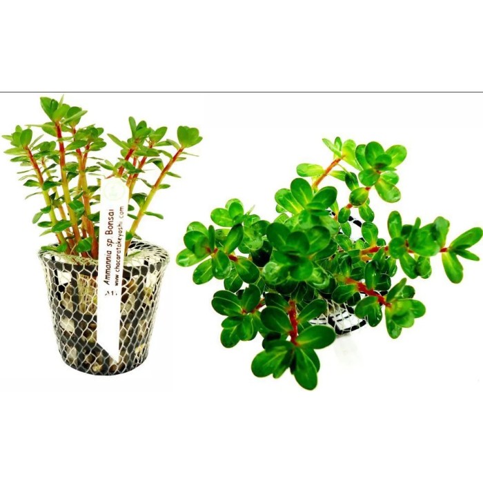 Ammannia sp. (Bonsai)
