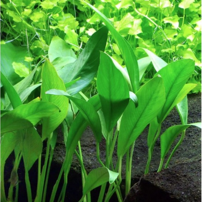 Anubias Barteri (Angustifolia)