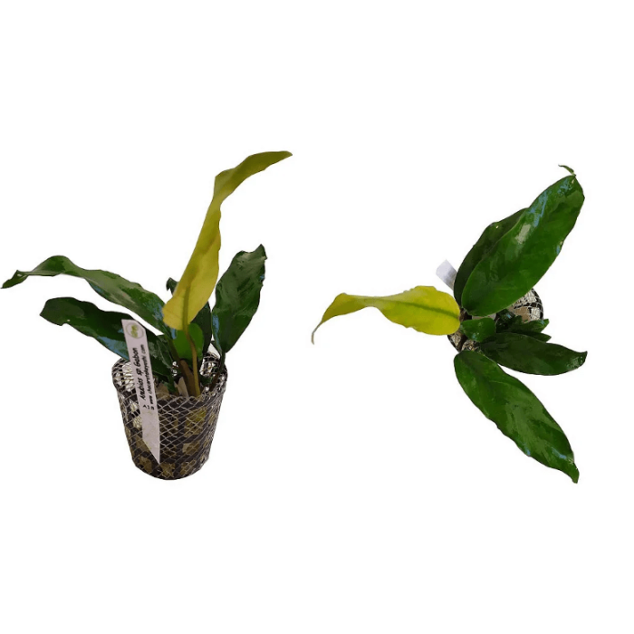 Anubias sp. (Gabon)