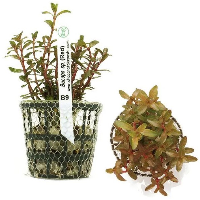 Bacopa sp. (Red)