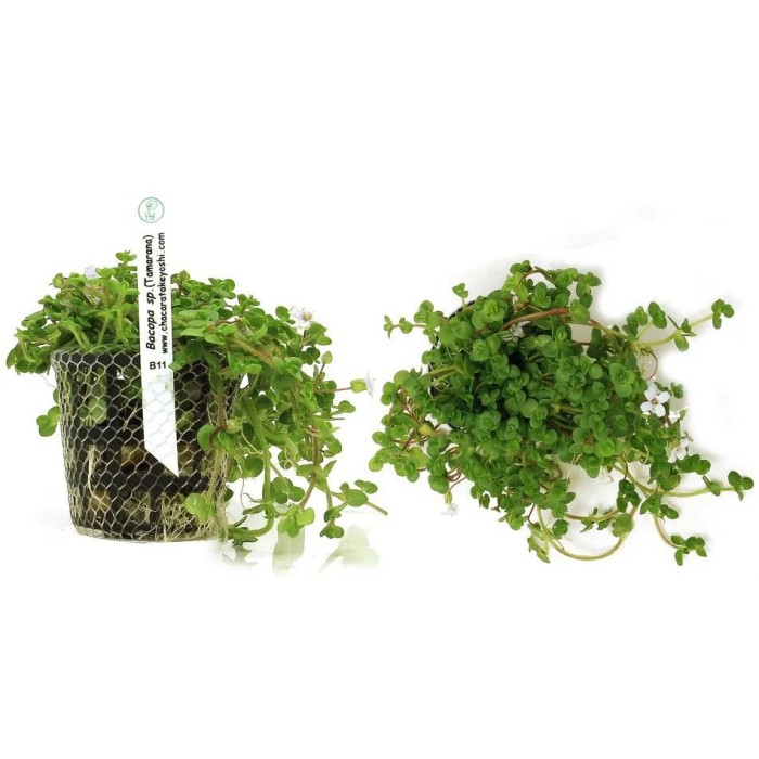 Bacopa sp. (Tamarana)