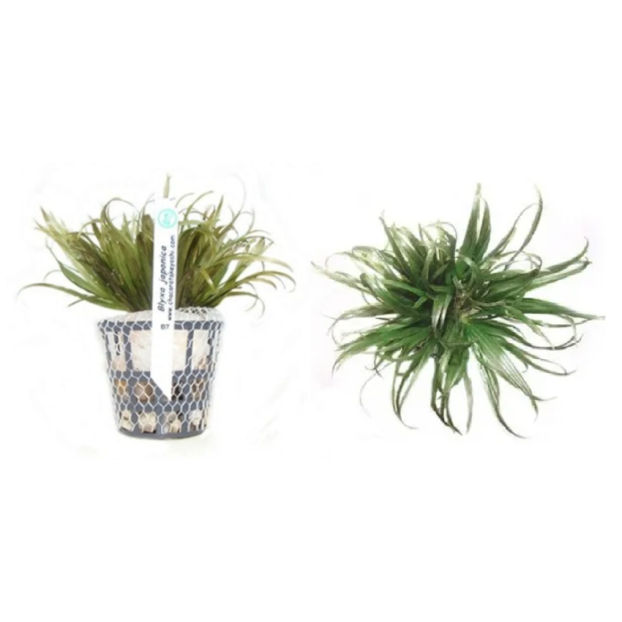 Blyxa Japonica