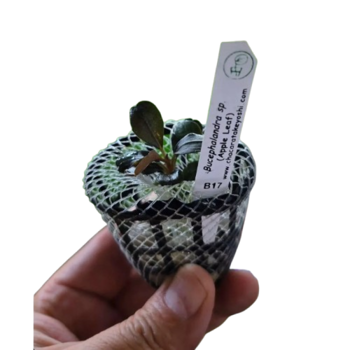Bucephalandra Sp. (Apple Leaf)