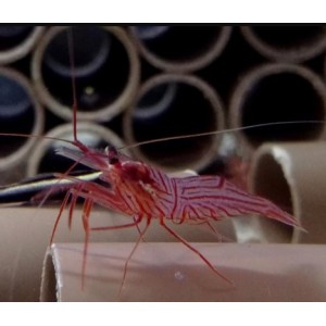 Camarão Bailarino (Lysmata Wurdemanni)