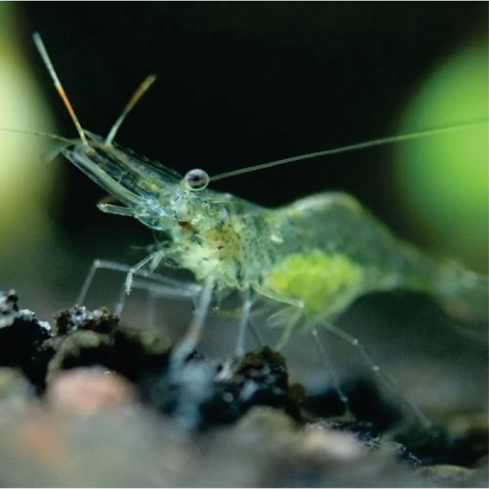 Camarão Fantasma (Macrobrachium Jelskii)