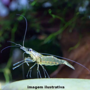 Camarão Fantasma (Macrobrachium Jelskii)