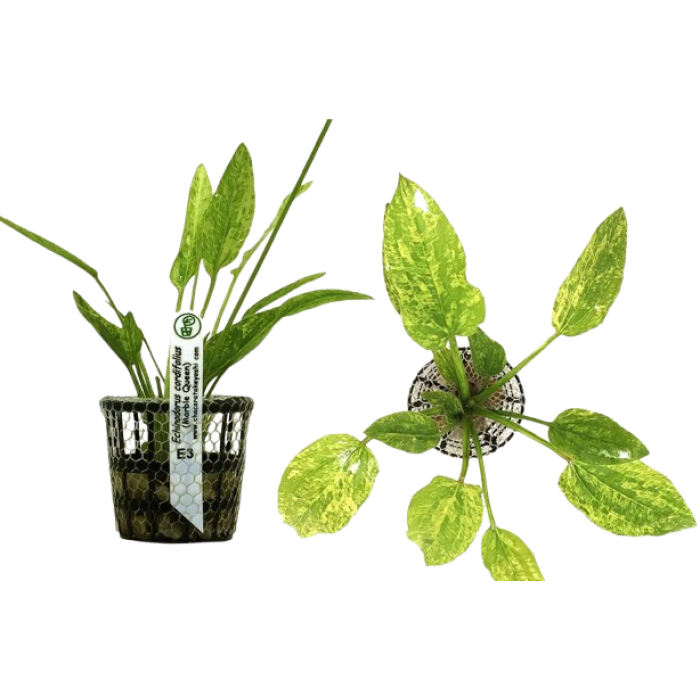 Echinodorus Cordifolius (Marble Queen) Chácara Takeyoshi