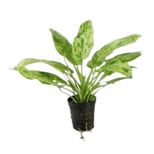Echinodorus Cordifolius (Marble Queen) Chácara Takeyoshi