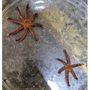 Estrela do Mar Vermelha Pintada (Linckia multifora)