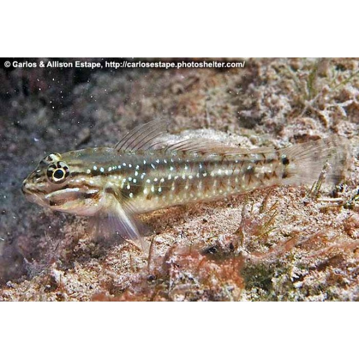 Goby De Areia (Coryphopterus Glaucofraenum)