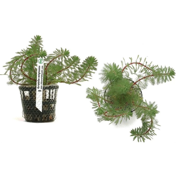 Myriophyllum Matogrossense
