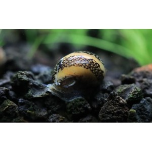Neritina Concha Algueira (Neritina Virginea)