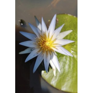 Nymphaea Caerulea