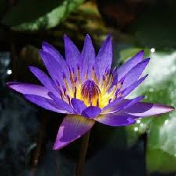 Nymphaea sp. Tina