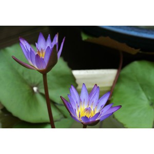 Nymphaea sp. Tina