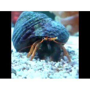 Paguro Pata Amarela (Clibanarius Sclopeaius)