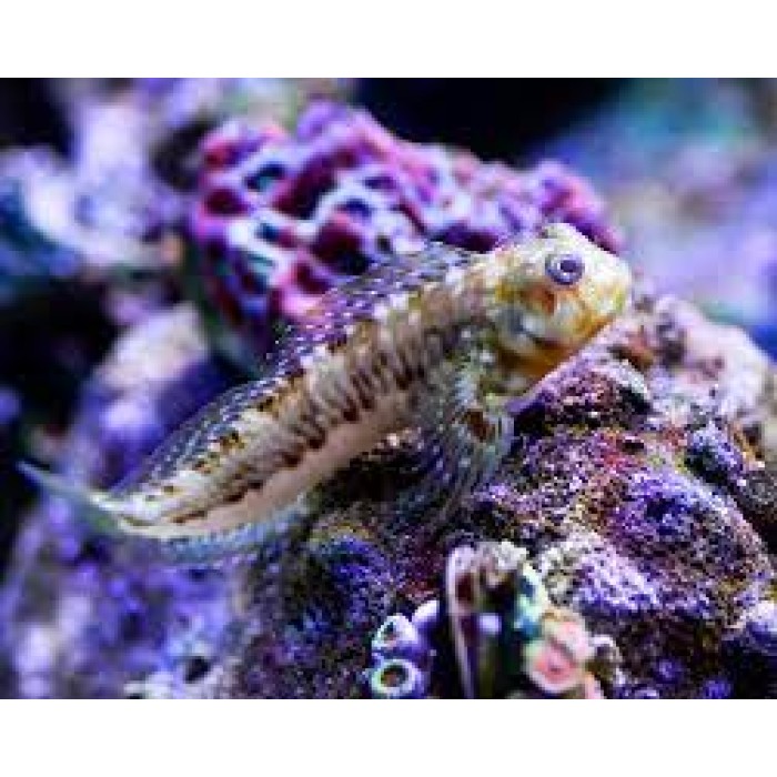 Peixe Blenio Macaco Verde (Scartella Cristata)