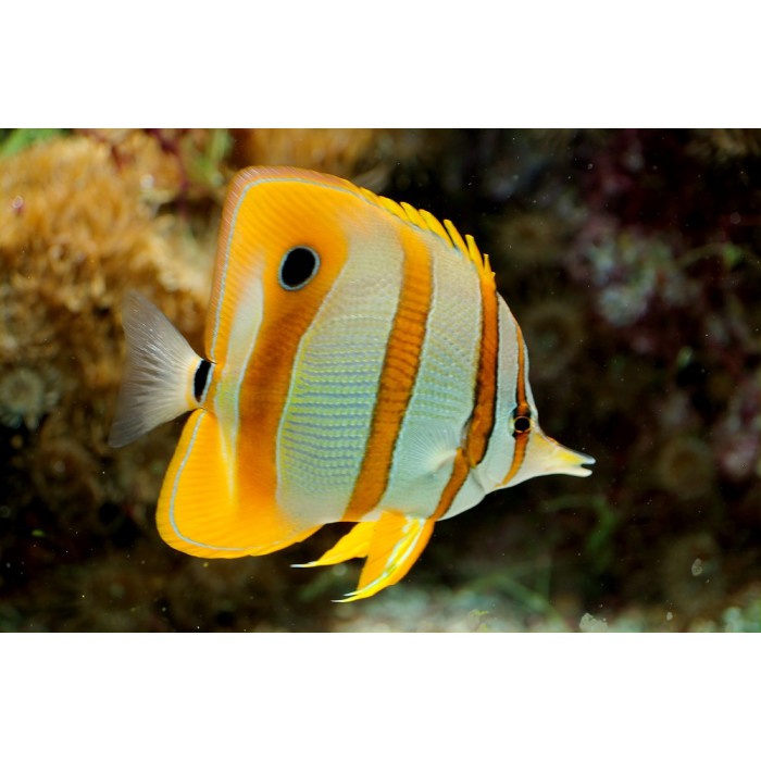 Peixe Copperband Butterfly (Chelmon Rostratus)