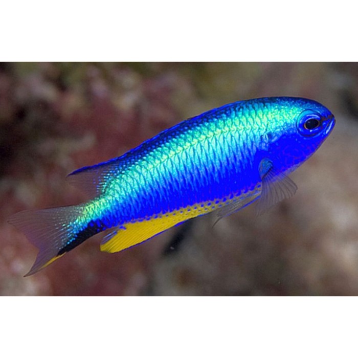 Peixe Damsel Alleni Neon (Pomacentrus alleni)
