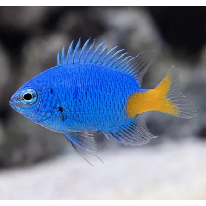 Peixe Damsel Yellow Tail (Chrysiptera Parasema)