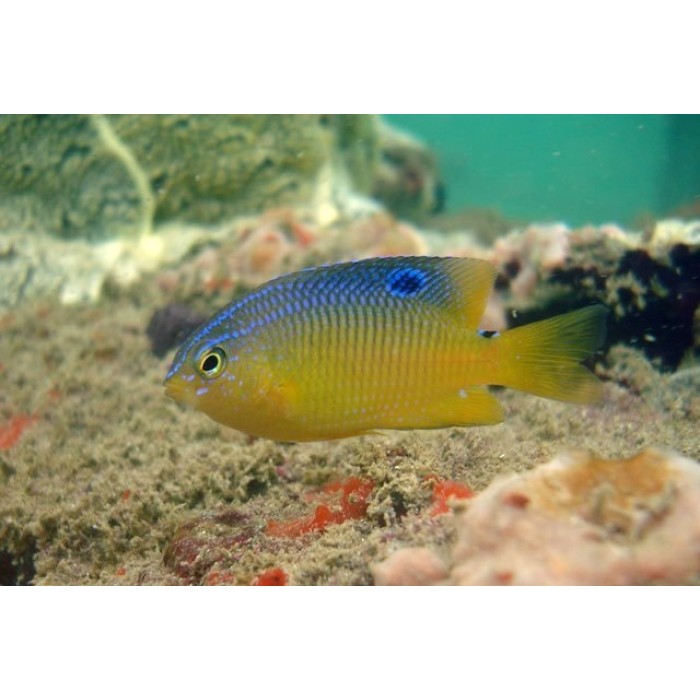 Peixe Donzela Amarela (Stegaster Variabilis)
