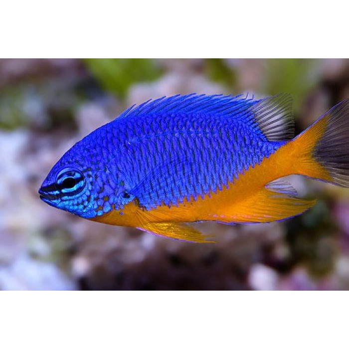 Peixe Donzela Kupang (Chrysiptera Hemicyanea)