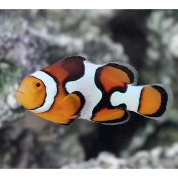 Peixe Ocellaris Percula (Picasso)