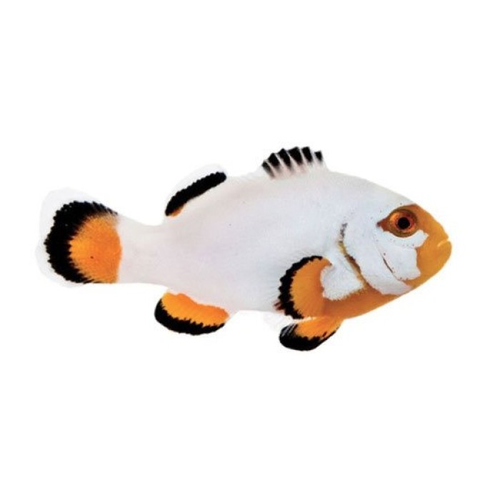 Peixe Ocellaris Percula (Platinum)