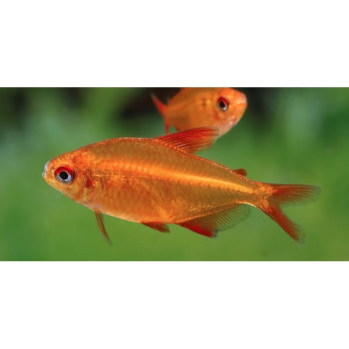 Peixe Tetra Red Cherry