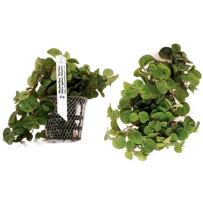 Phyllanthus Fluitans (Flutuante)