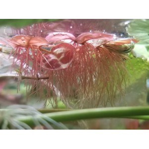 Phyllanthus Fluitans (Flutuante)