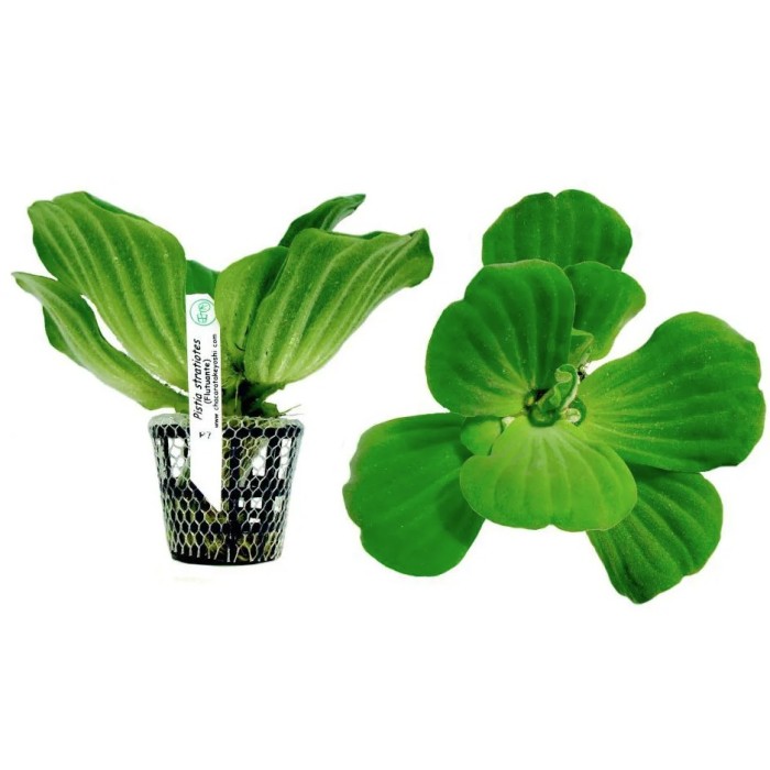 Pistia Stratiotes (Alface D'agua Flutuante)