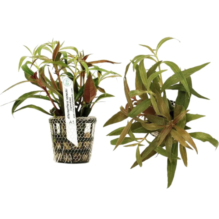 Planta Natural Alternanthera Reineckii (Splendida) Chácara Takeyoshi