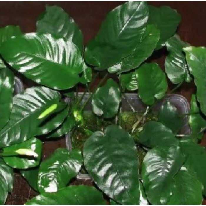 Planta Natural Anubias Barteri (Barteri) Chácara Takeyoshi
