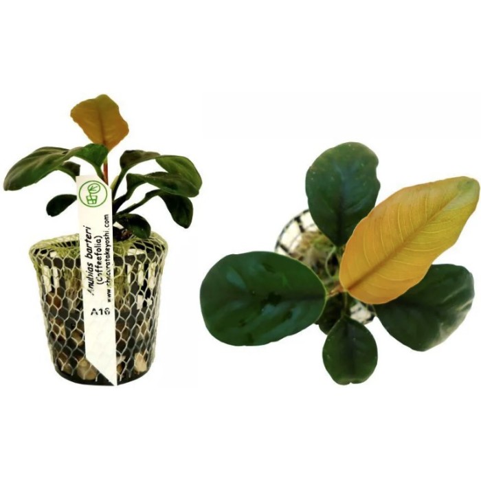 Planta Natural Anubias Barteri (Coffeefolia) Chácara Takeioshi