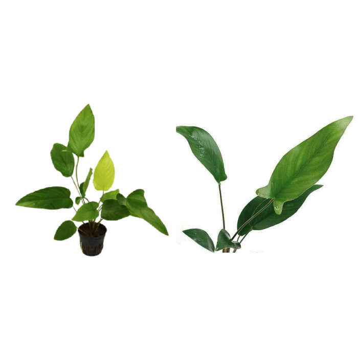 Planta Natural Anubias Barteri (Hastifolia) Chácara Takeyoshi
