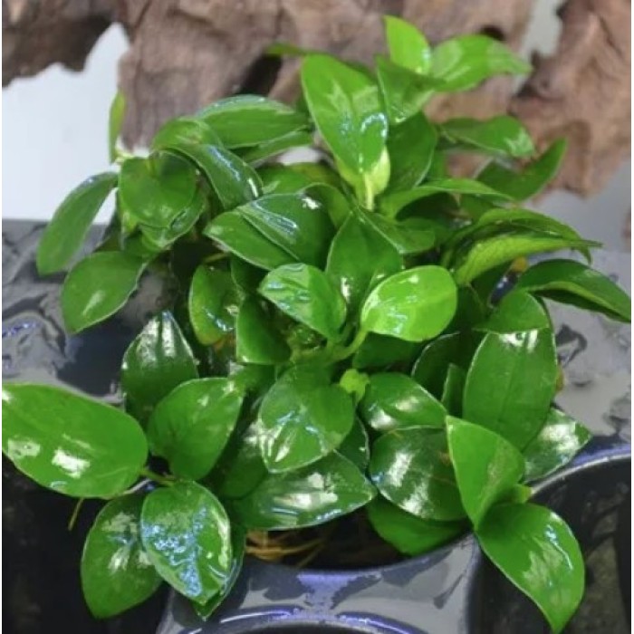 Planta Natural Anubias Nana (Petite) Chácara Takeyoshi