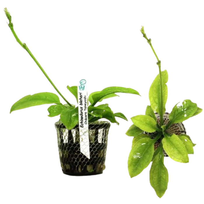 Planta Natural Echinodorus Bleheri Chácara Takeyoshi