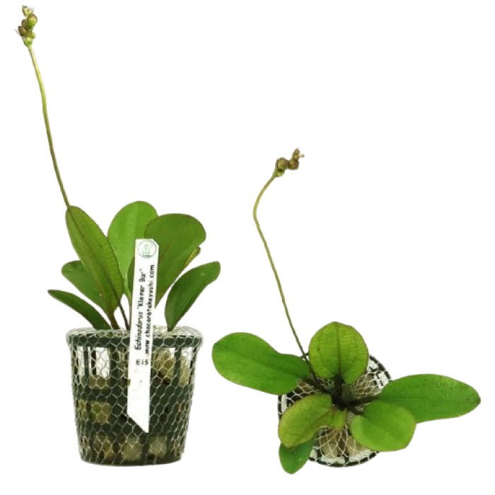 Planta Natural Echinodorus Kleiner Bar  Chácara Takeyoshi