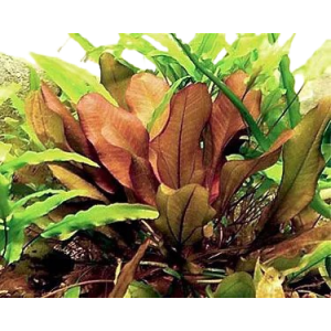 Planta Natural Echinodorus Kleiner Bar  Chácara Takeyoshi