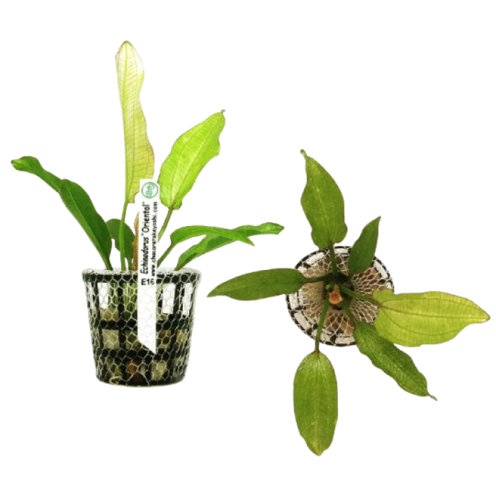 Planta Natural Echinodorus Oriental Chácara Takeyoshi