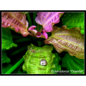 Planta Natural Echinodorus Oriental Chácara Takeyoshi