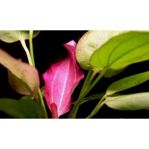 Planta Natural Echinodorus Oriental Chácara Takeyoshi