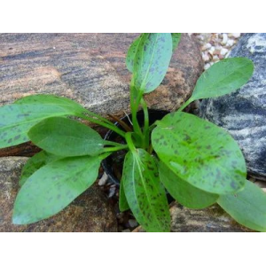 Planta Natural Echinodorus schlueteri (Leopard) Chácara Takeyoshi