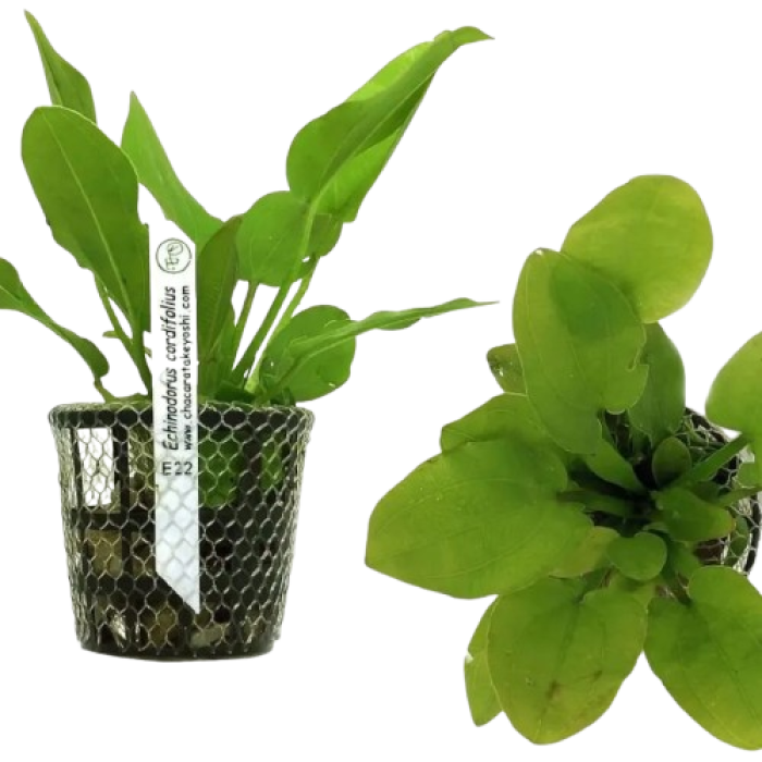 Planta Natural Echinodorus Uruguayensis Chácara Takeyoshi
