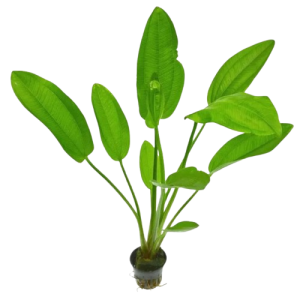 Planta Natural Echinodorus Uruguayensis Chácara Takeyoshi