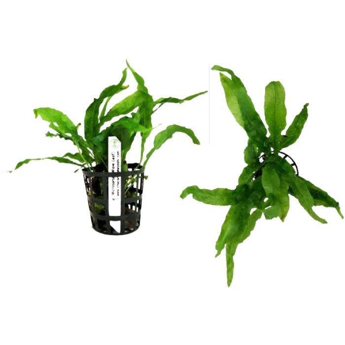 Planta Natural Microsorum (Wave Leaf) Chácara Takeyoshi