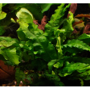 Planta Natural Microsorum (Wave Leaf) Chácara Takeyoshi